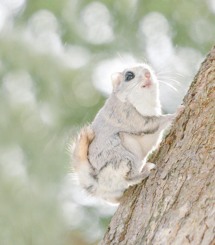 Japanese And Siberian Flying Squirrels Are Probably The Cutest Animals On Earth
