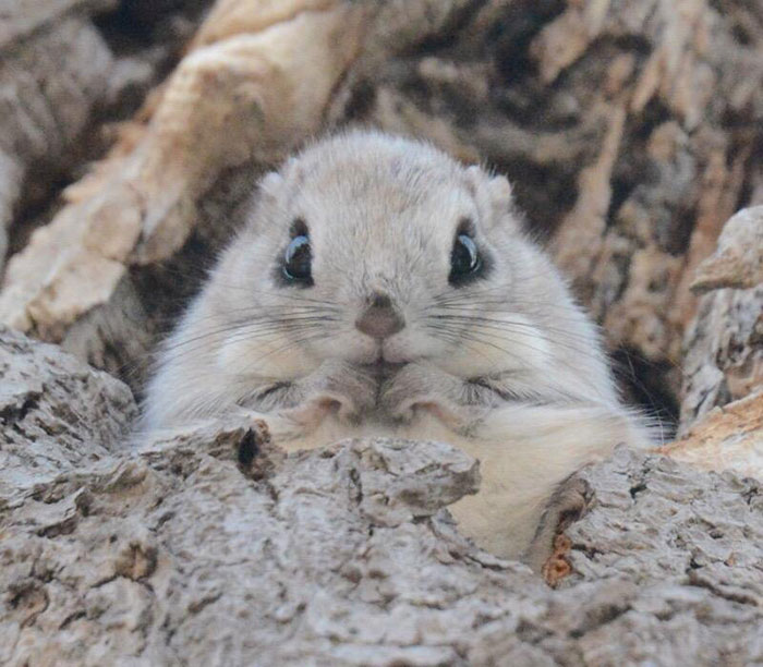 Japanese And Siberian Flying Squirrels Are Probably The Cutest Animals On Earth