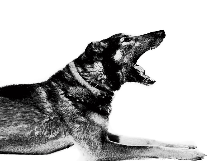 sled-dog-portrait-photography-albert-lewis