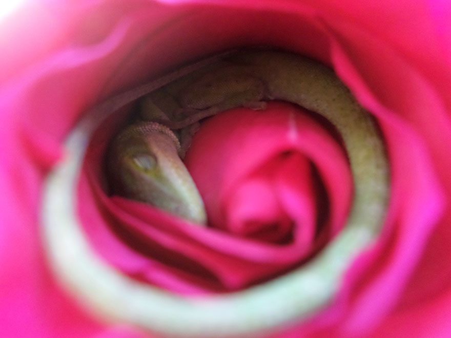 This Lizard Made A Bed Out Of A Rose And It's The Cutest Thing