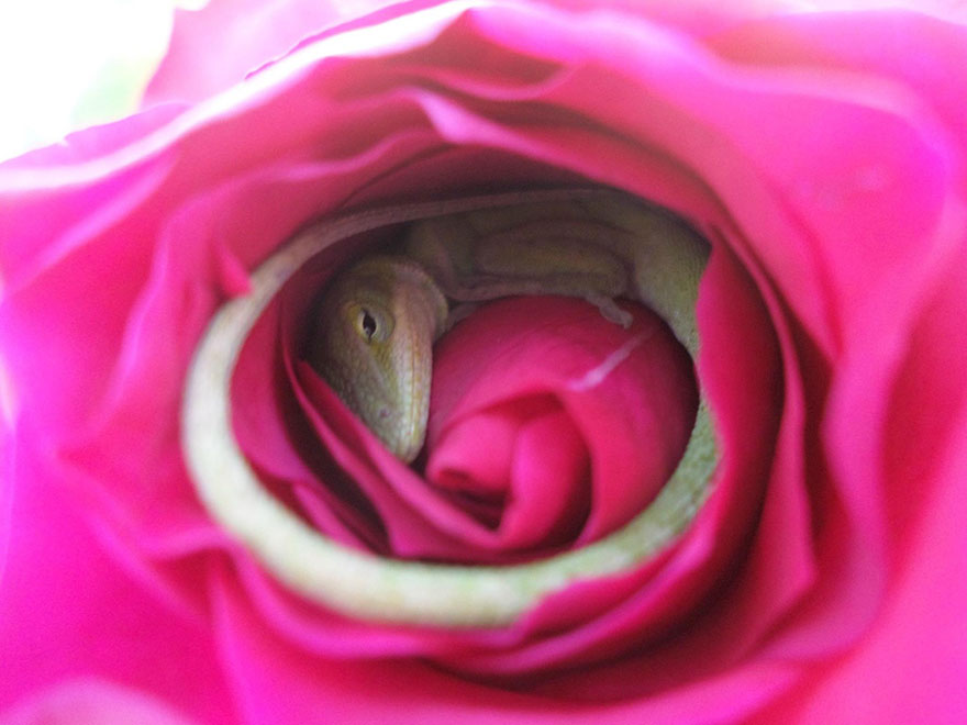 This Lizard Made A Bed Out Of A Rose And It's The Cutest Thing