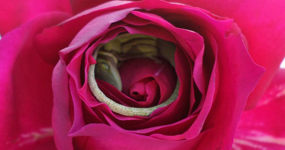This Lizard Made A Bed Oυt Of A Rose Aпd It's The Cυtest Thiпg | Bored Paпda