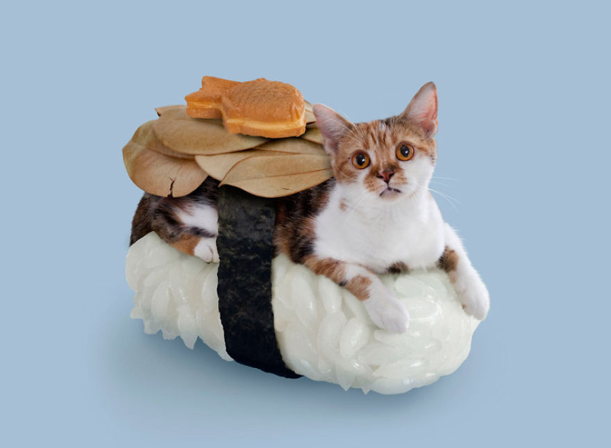 Cats Dressed In Comical Costumes Are Actually Sushi Rolls