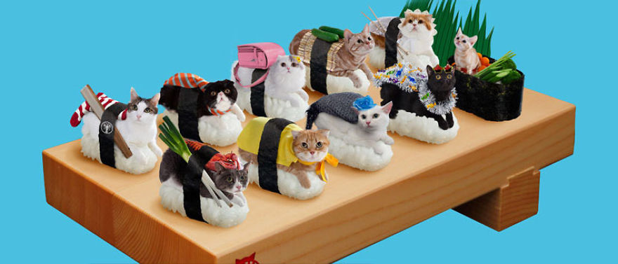 Cats Dressed In Comical Costumes Are Actually Sushi Rolls