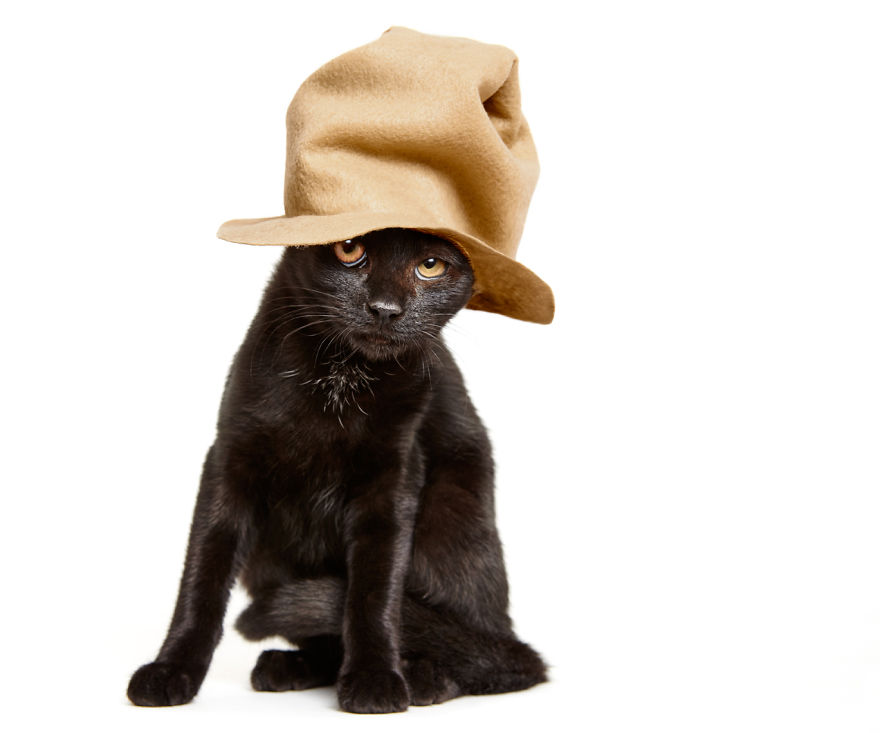 We Created Hats For Shelter Cats To Help Them Get Adopted