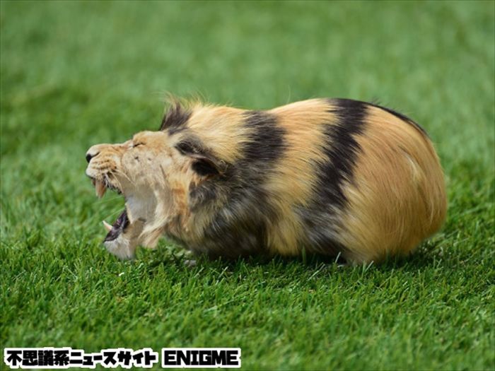 Strange animal hybrid of a lion and a guinea pig, digitally created in Photoshop, displayed on grass.