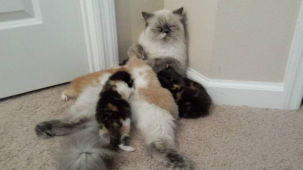 My Cat Sugar Relaxing With Her Babies!