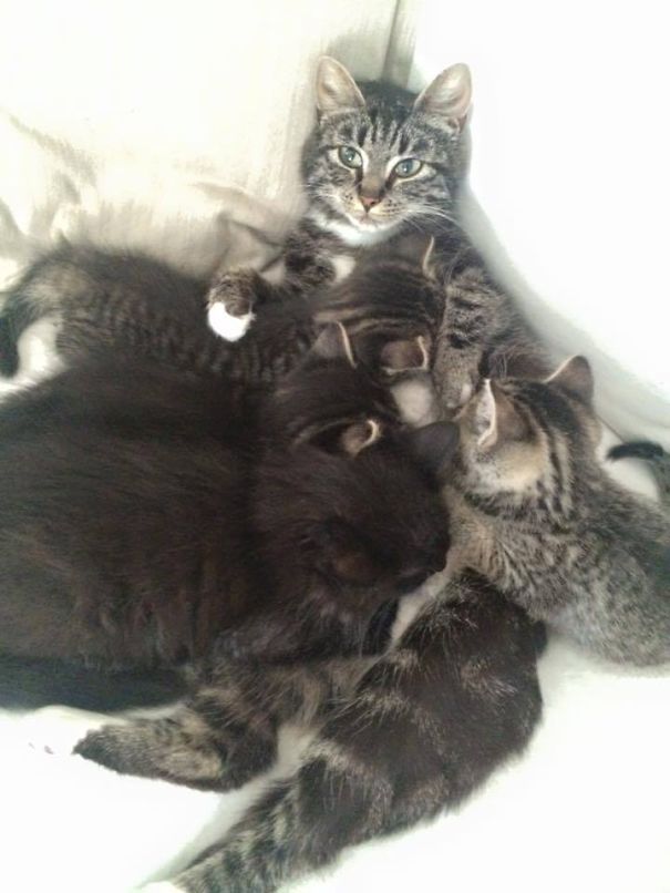 Animal Shelter Cat Pilli With Her Kittens And A Foster Kitten (black)