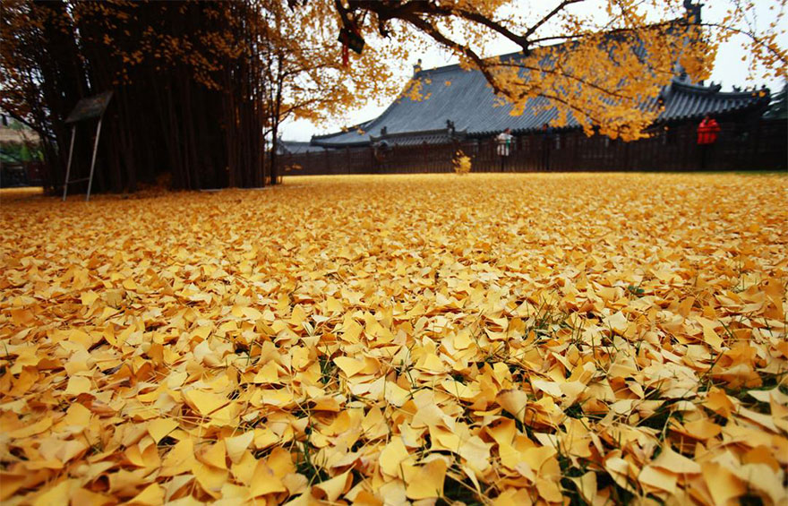 1,400-Year-Old Chinese Ginkgo Tree Drops Leaves That Drown Buddhist Temple In A Yellow Ocean