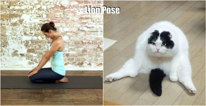 18 Cute Animals Showing You Some Yoga Poses