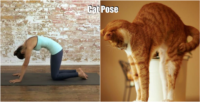 18 Cute Animals Showing You Some Yoga Poses