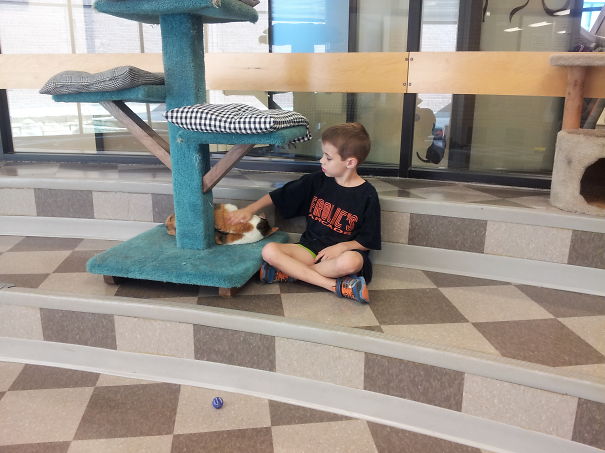 My 7-year-old Is An Animal Shelter Volunteer. He's Singing The Cat A Lullaby To Help It Nap.
