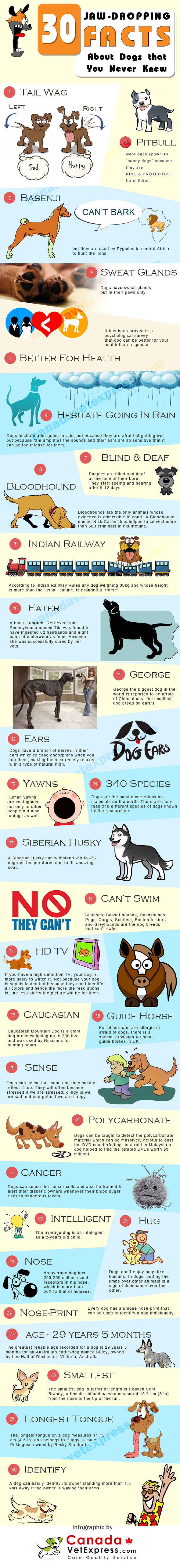 30 Facts About Dogs You Have Probably Never Heard Before