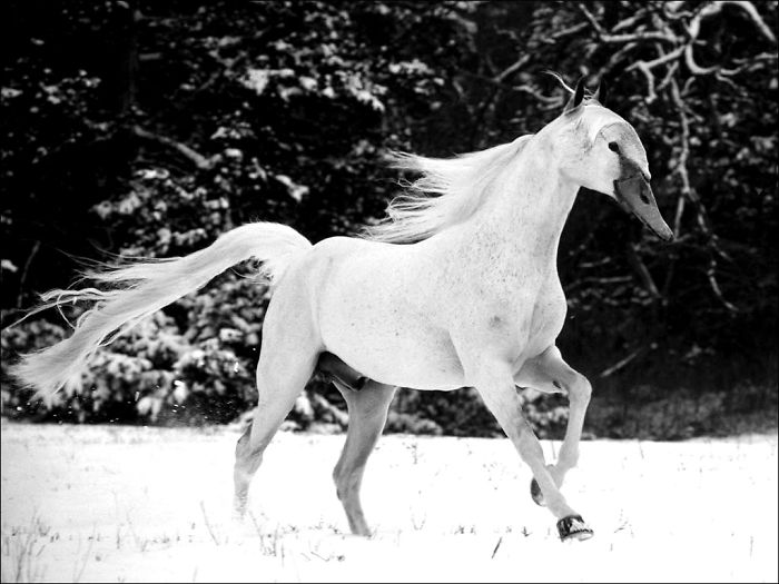 Strange animal hybrid with a horse body and bird beak, edited in Photoshop, running through a snowy landscape.