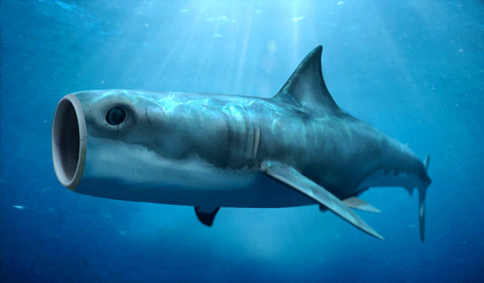 Strange animal hybrid featuring a shark body with a fish head in ocean water.