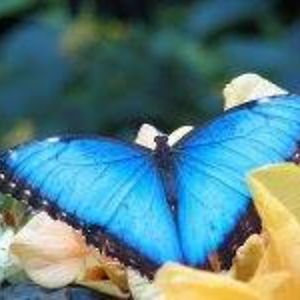 papillonmarsyas avatar