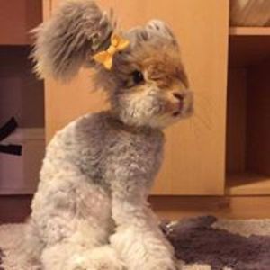 caesar_pizza_bucuresti avatar