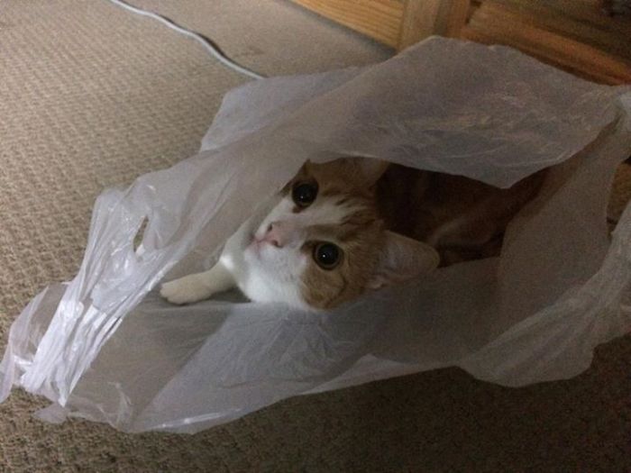 161 Cats Who Immediately Regretted Their Poor Life Choices