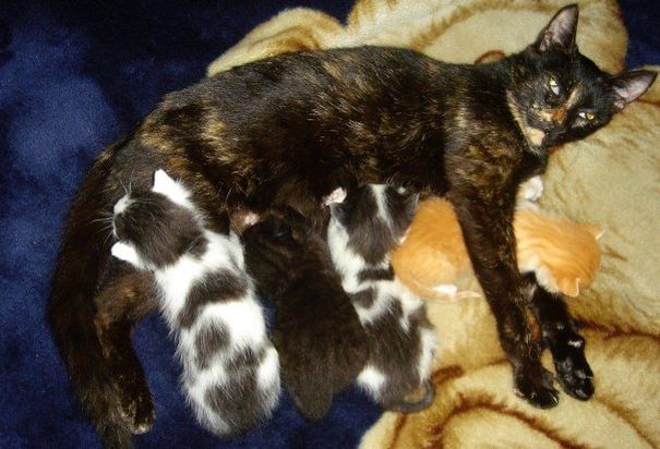 My Tortoiseshell Cat And Her Kittens