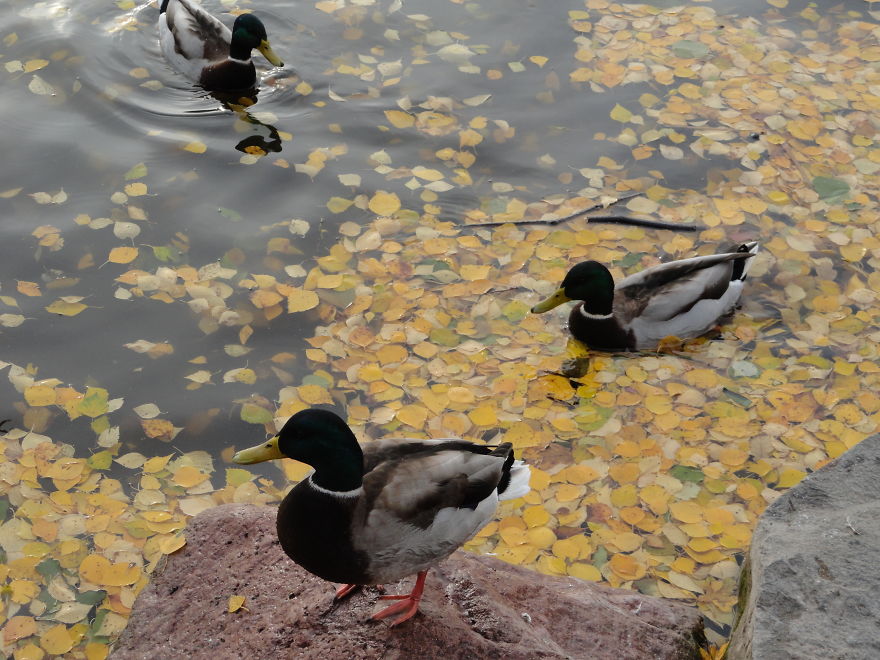 Ducks In Autumn Leaves