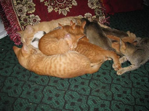Myanmar. Mammacat Keeps All Het Kittens At Home.