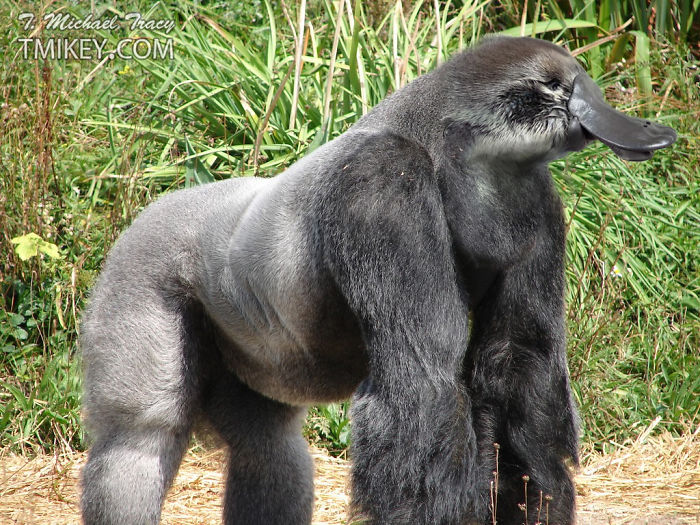 Photoshop animal hybrid of a gorilla with a platypus bill in a natural setting.