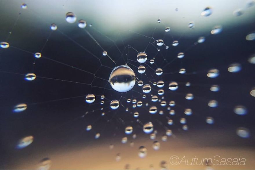 I Photograph Dewdrops That Look Like Miniature Multiverses