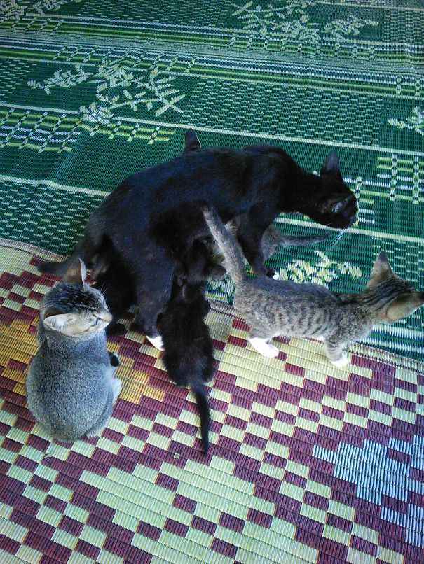Mom Needs Some Time Alone But Kittens Aren't Fully Charges Yet. Myanmar Jumping Cat Monastery.