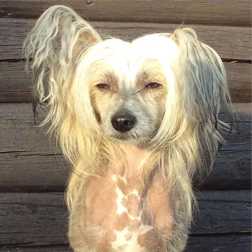 The Life And Adventures Of Leo, The Chinese Crested