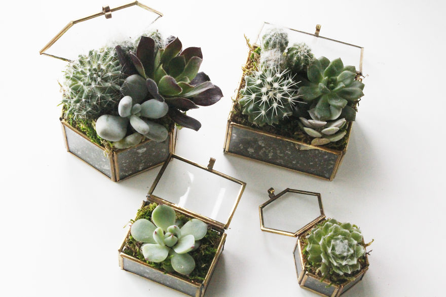 Succulents In Little Jewelry Box
