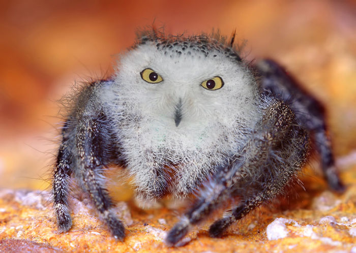 Hybrid animal with owl's face on a spider's body, showcasing strange animal hybrids.