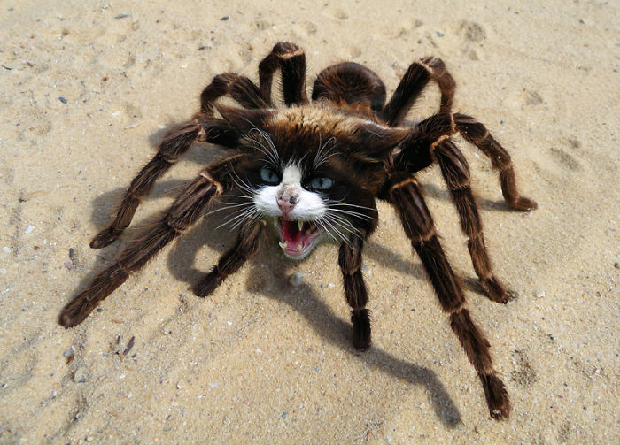 A strange animal hybrid with a cat's head on a spider's body on sand.