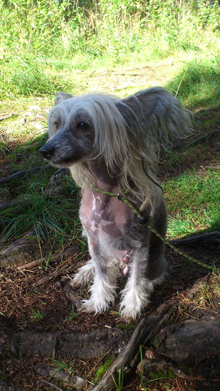 The Life And Adventures Of Leo, The Chinese Crested