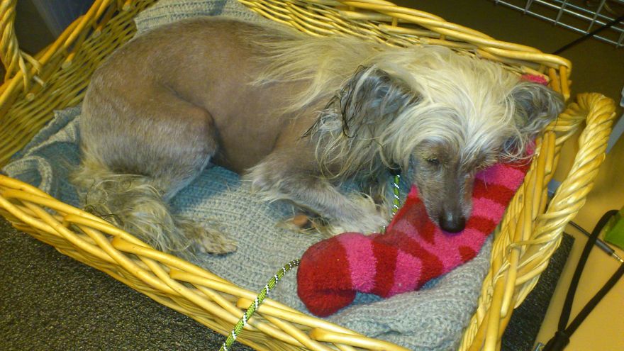 The Life And Adventures Of Leo, The Chinese Crested