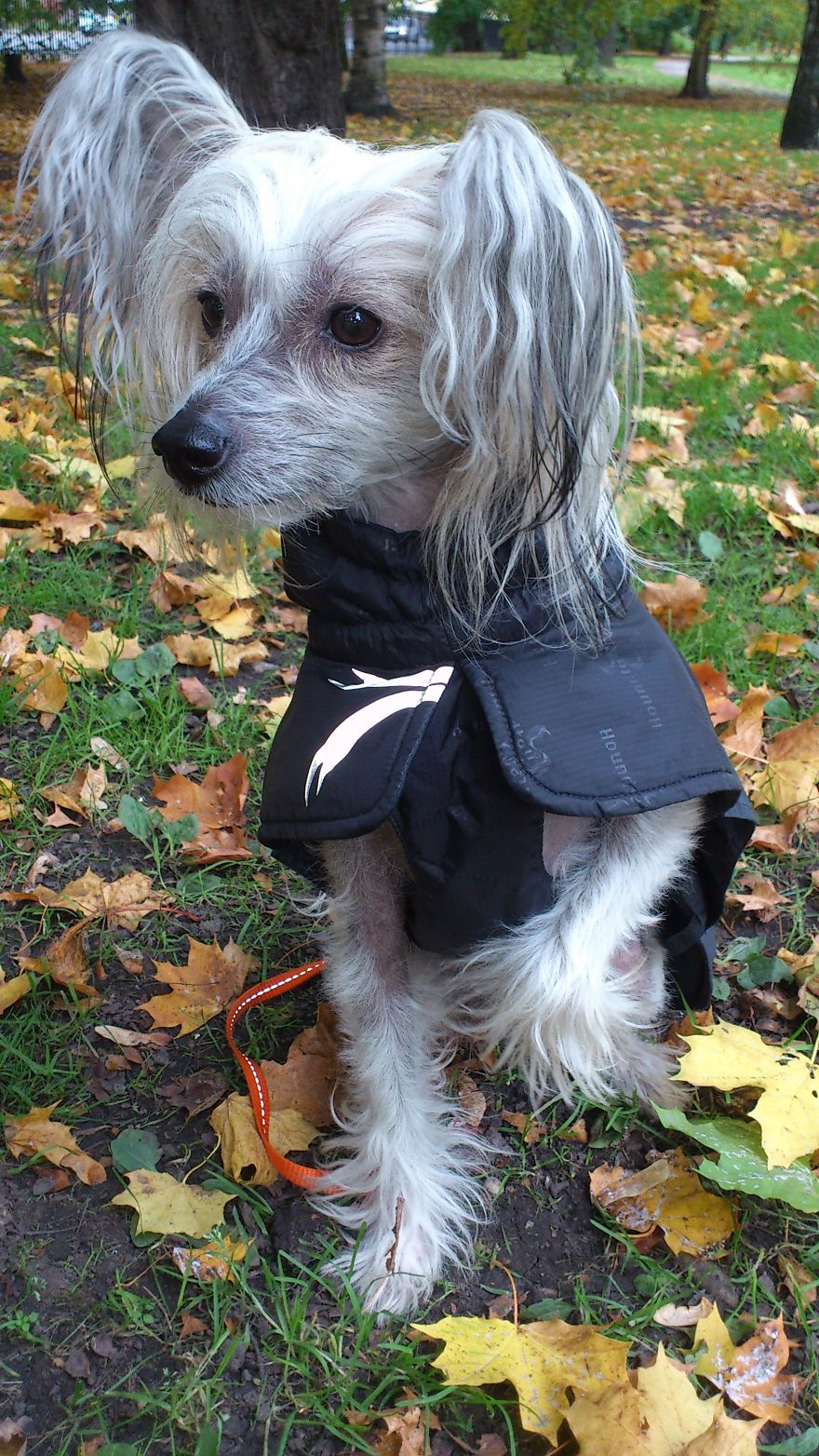 The Life And Adventures Of Leo, The Chinese Crested