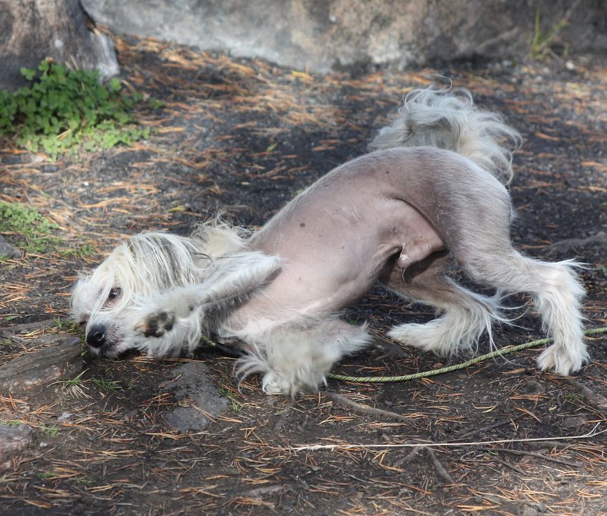 The Life And Adventures Of Leo, The Chinese Crested