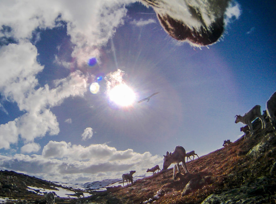 What Happens When You Give A Reindeer A Camera