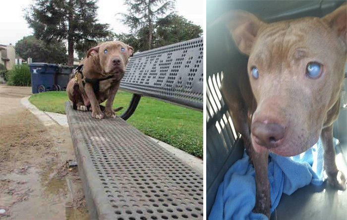 Blind Pitbull Abandoned On Park Bench After Giving Birth Finally Gets The Love She Deserves