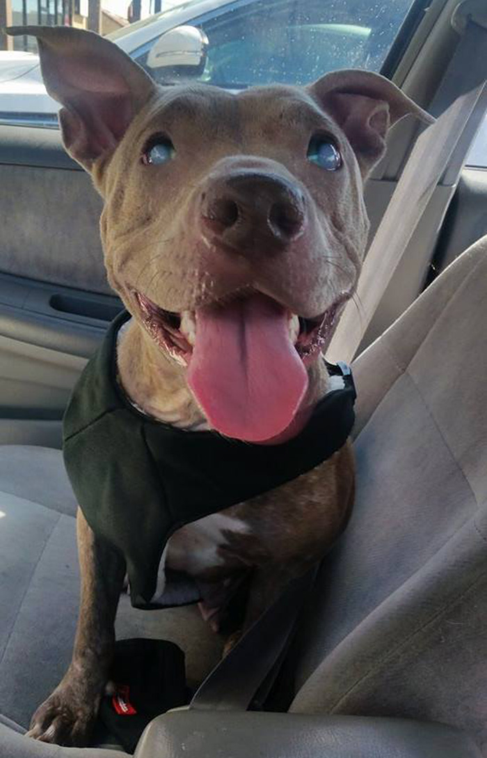 abandoned-blind-pit-bull-poly-rescued-11