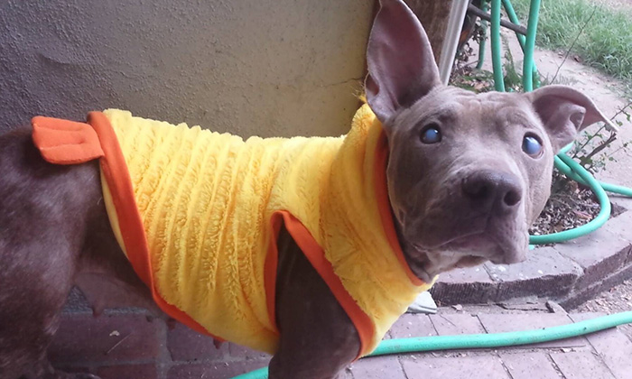 Blind Pitbull Abandoned On Park Bench After Giving Birth Finally Gets The Love She Deserves