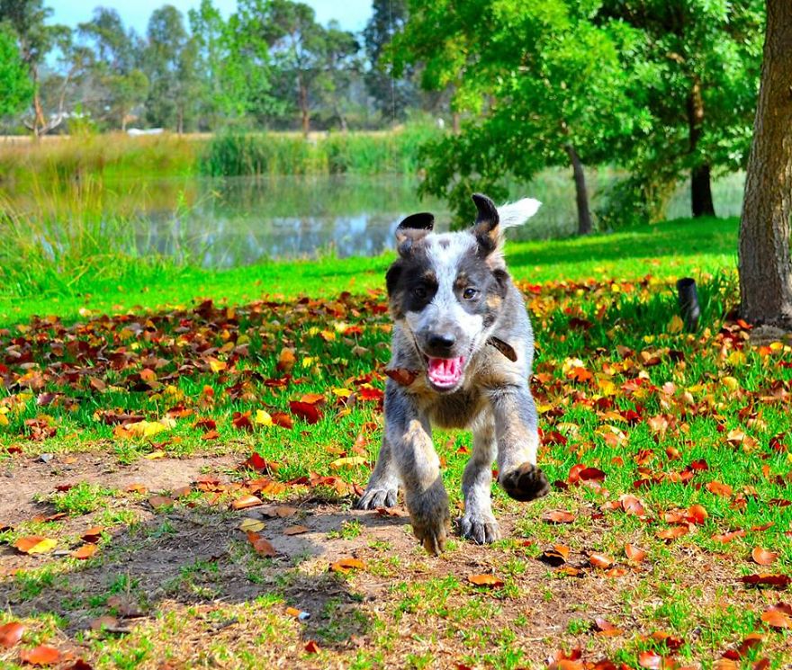 After This Everyone Will Want To Adopt A Australia Cattle Dog !