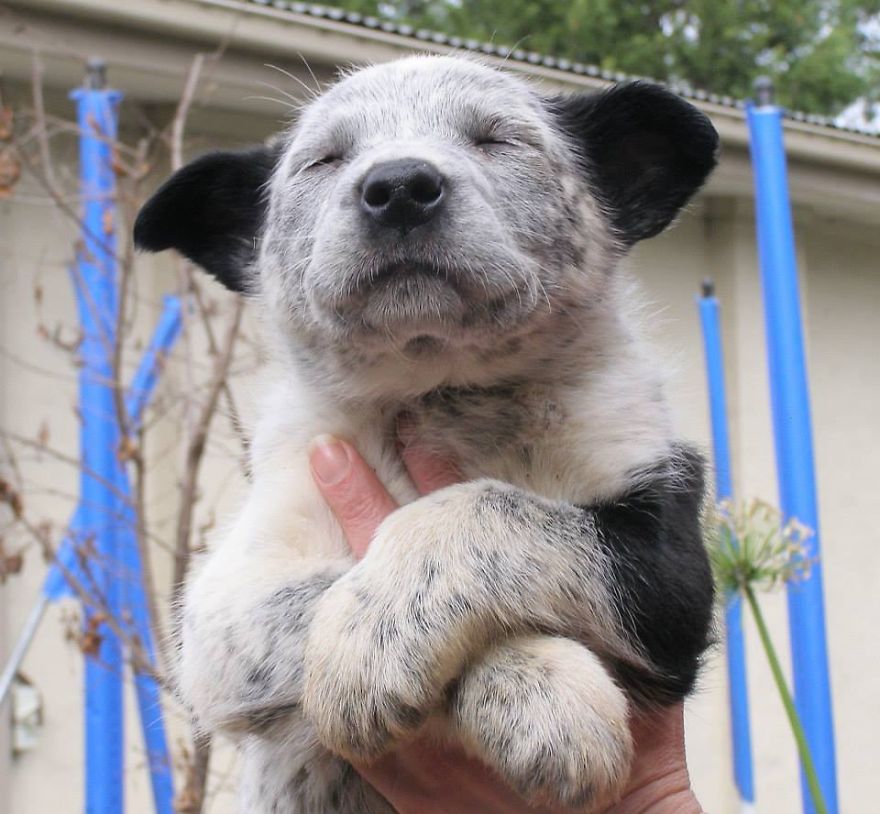 After This Everyone Will Want To Adopt A Australia Cattle Dog !