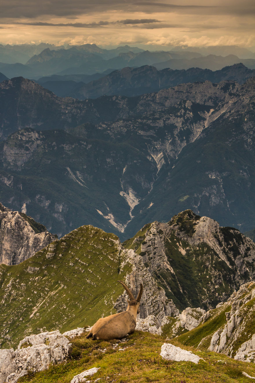 Alpine Ibex Enjoying Sunset Over The Alps