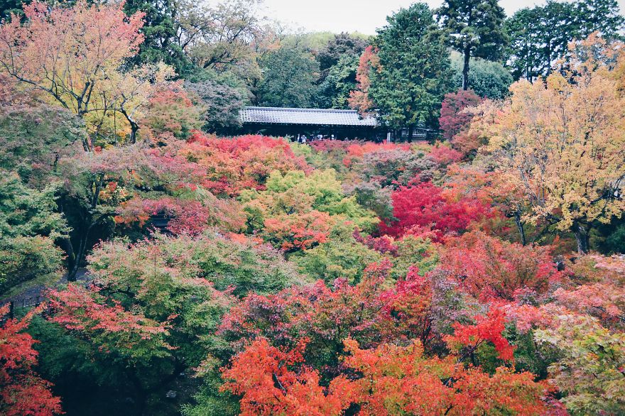 An Autumn Tale In Kyoto, Japan