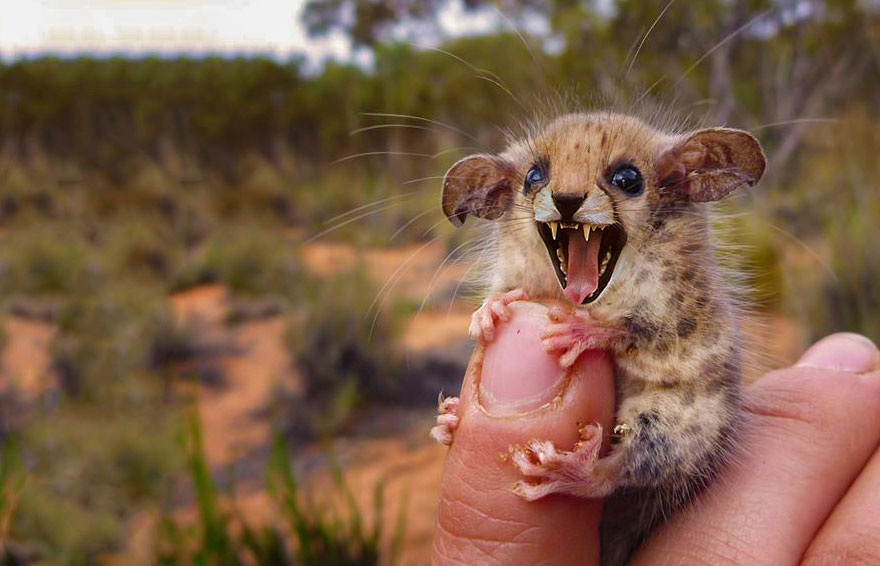 Australian Pygmy Cheessum