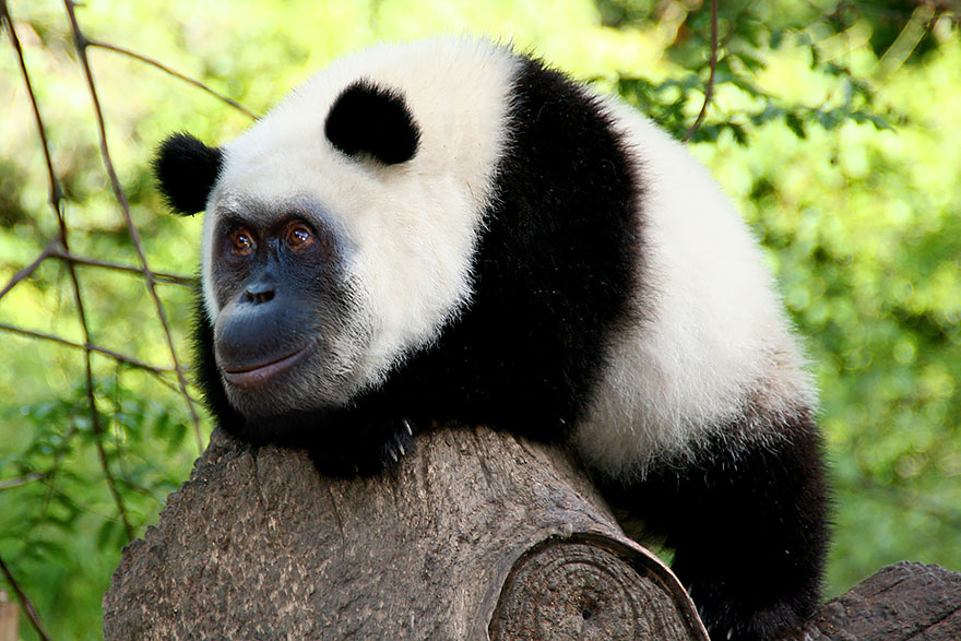 49 Strange Animal Hybrids Bred In Photoshop | Bored Panda