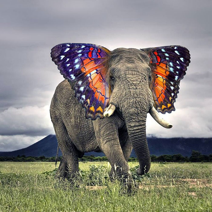 49 Strange Animal Hybrids Bred In Photoshop
