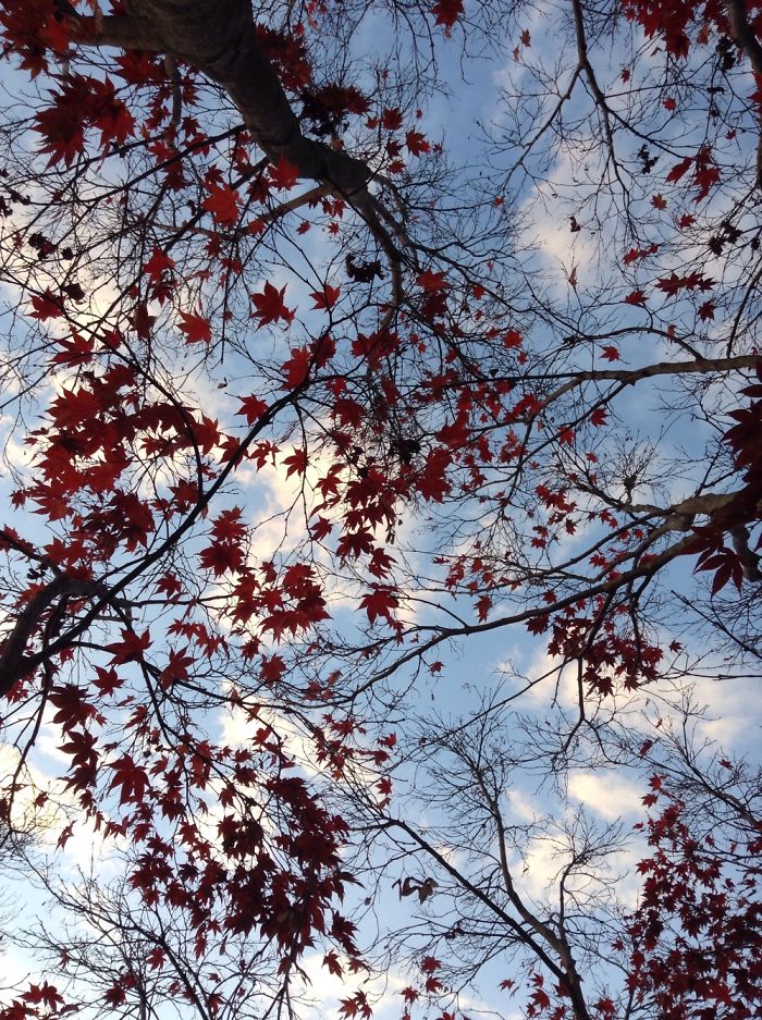 Autumn Maple Tree Photos.