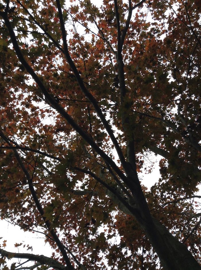 Autumn Maple Tree Photos.