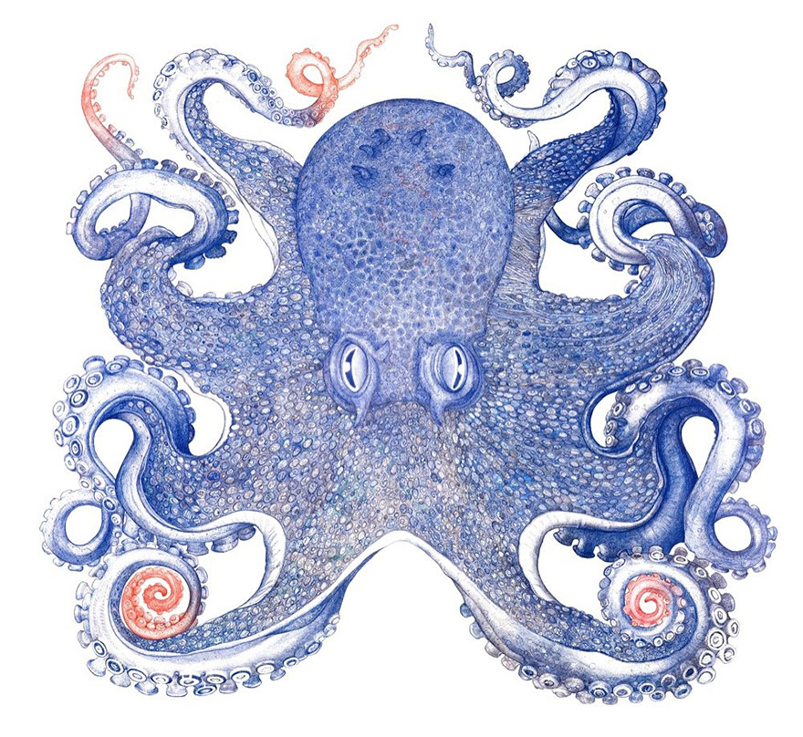 ballpoint-pen-drawing-octopus-raymond-cicin--6